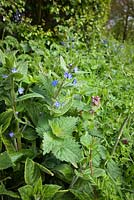 Green Alkanet and Red Dead Nettle with emerging cow parsley growing on a laneside verge. Pentaglottis sempervirens with Lamium purpureum.