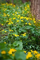 Caltha palustris - Kingcups growing in a wet area of woods in Kent. Marsh Marigolds.