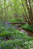 Hyacinthoides non-scripta. Bluebells growing by a stream in a wood in Kent. 