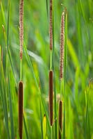 Typha angustifolia. Bullrush