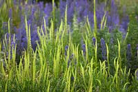 Reseda luteola, Echium vulgare - Weld, Dyer's Rocket with Viper's bugloss. 