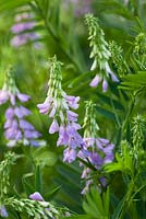 Galega officinalis. Goat's Rue growing wild on a roadside in Kent. Also known as French lilac
