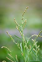 Atriplex littoralis - Grass-leaved Orache also called Grassleaf orache, growing wild on the salt marsh at Stiffkey, Norfolk. Edible and suitable for foraging.