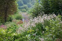 Saponaria officinalis - Soapwort growing wild by a railway line in the Stroud Valley.  Night scented and attractive to moths