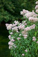 Eupatorium cannabinum - Hemp Agrimony growing wild by a canal bank in the Stroud valley. 