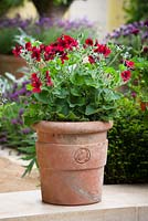 Pelargonium 'Voodoo' in a terracotta pot