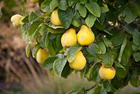 Cydonia oblonga 'Meech's Prolific' - Quince tree fruiting in autumn. 
