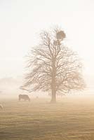 Viscum album, Common Lime - Mistletoe growing on a Tilia x europaea tree on a misty winter's morning in Gloucestershire. 