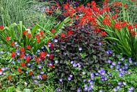 Ageratina altissima 'Chocolate' syn. Eupatorium rugosum 'Chocolate' with Crocosmia 'Lucifer' and Geranium 'Rozanne'. The Bressingham Gardens in July.