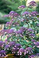 Hydrangea aspera villosa group - Rough-leaved Hydrangea. August.