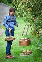 Young girl picking pears in the autumn. September.