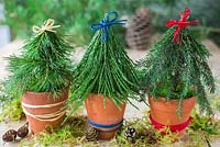 Miniature christmas trees made with foliage of Sequoiadendron giganteum and Pine trees.