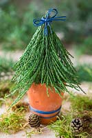 Miniature christmas tree made with foliage of Sequoiadendron giganteum.