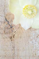 Wooden surface framed with Helleborus niger 'HGC Wintergold' Helleborus Gold Collection