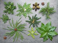 A variety of Christmas stars, made from foliage of various evergreen trees. Lithocarpus - Stone oak, Juniper, Conifer, Pinus and Sequoiadendron giganteum.