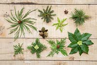 A variety of Christmas stars, made from foliage of various evergreen trees. Lithocarpus - Stone oak, Juniper, Conifer, Pinus and Sequoiadendron giganteum.