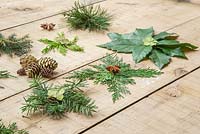 A variety of Christmas stars, made from foliage of various evergreen trees. Lithocarpus - Stone oak, Juniper, Conifer, Pinus and Sequoiadendron giganteum.