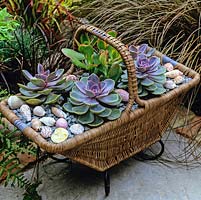 Old basket is filled with succulents and soil covered with mulch of gravel plus sea shells.