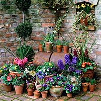 Spring bulbs in pots - hyacinths, iris, grape hyacinths, scillas, pansies, primulas, hellebores. Rusting garden roller. Narcissus in brick niche.