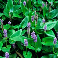 Pontederia cordata, pickerel weed, a marginal aquatic perennial with glossy green leaves and spikes of blue flowers in late summer.