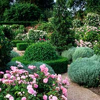 Seen across pink Rosa Duchesse dAngouleme, box and santolina topiary edges beds of roses - Mutabilis, De Resht, Ispahan and Comte de Chambord.