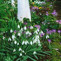 At base of silver birch, clump of Galanthus elwesii var. monostictus mingling with Crocus tommasinianus.