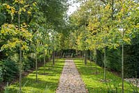 Recently planted avenue of pleached lime trees with training wires.