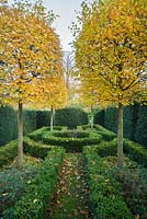 Topiary hornbeam trees in formal garden with yew hedges and box edging