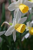 Narcissus 'Daviot'