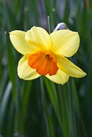Narcissus 'Dunkeld'