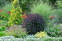 Miscanthus sinensis Morning Light with Geranium x Rozanne, Eupatorium rugosum 'Chocolate', Hakonechloa macra Alboaurea and Stachys byzantina Big Ears. August, summer.