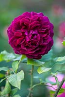 Rosa 'Munstead Wood'. David Austin English Rose.