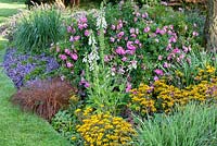 Mixed summer border with Rosa 'Playtime', at Foggy Bottom, The Bressingham Gardens, Norfolk, UK. July.