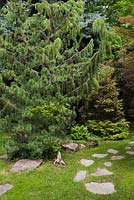 Flagstone path with Pinus parviflora glauca - Japanese White Pine, Juniperus - Juniper and Picea orientalis 'Skylands' - Spruce trees in backyard garden in summer, Quebec, Canada