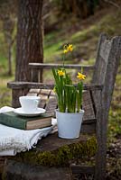 Teak garden bench with stone table featuring still life of blanket, book, cup and Narcissus 'Tete a tete' - January