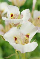 Calochortus superbus - Mariposa lily
