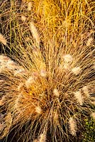 Pennisetum alopecuroides 'Hameln' - December, Mas de Bety, France