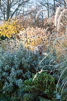 Phlomis fruticosa in a border with grasses Miscanthus sinensis 'Morning Light' and Pennisetum orientale 'Tall Tails' - December, Mas de Bety, France