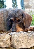 Small wire-haired dashund in close-up.  'Alma' belonging to Piere and Isabelle Chatalus de Vialar.