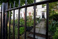 Front garden with original iron railing fence, with details of raised vegetable beds, Brixton