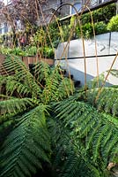 Tree fern in basement level patio - town garden, Brixton 