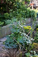 Aquilegia growing in beds in town garden, Brixton