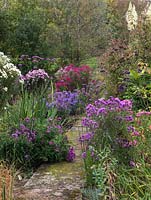 National Plant Collection of autumn flowering asters. Seen past Herbstschnee, Verbena bonariensis and seedlings, at end path: Rosa Sieger, Pink Victor, Annabelle de Chazal.