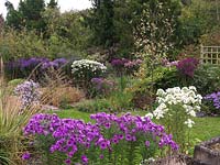 National Plant Collection of autumn flowering asters. Seen over Herbstschnee and Lye End Beauty, Barrs Purple, Mrs S.T.Wright, Colwall Galaxy, Colwall Constellation.