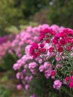 National Plant Collection of autumn flowering asters. Striking pink blend of Aster novae-angliae Rosa Sieger with Pink Victor.
