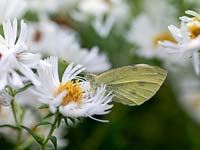 Green-veined White butterfly - Pieris napi alights on a Michaelmas daisy - Aster novae-angliae 'Herbstschnee'