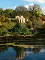 A striking Pampas grass in an autumn garden on the banks of the river Test. Surrounding planting includes an Olive tree, Asters and Sedums.