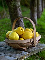A trug of quince fruit, often collected to make jam or jelly.