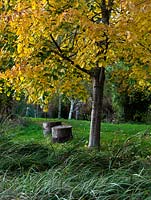 Seats fashioned from tree stumps sit underneath the autumn foliage of a field maple.