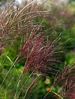 Miscanthus sinensis 'Malepartus', a vigorous, deciduous grass to 2m tall. It produces pink tinged flower heads in late summer which age to silver.
